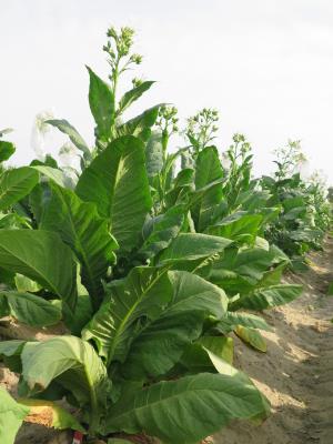 PLANT